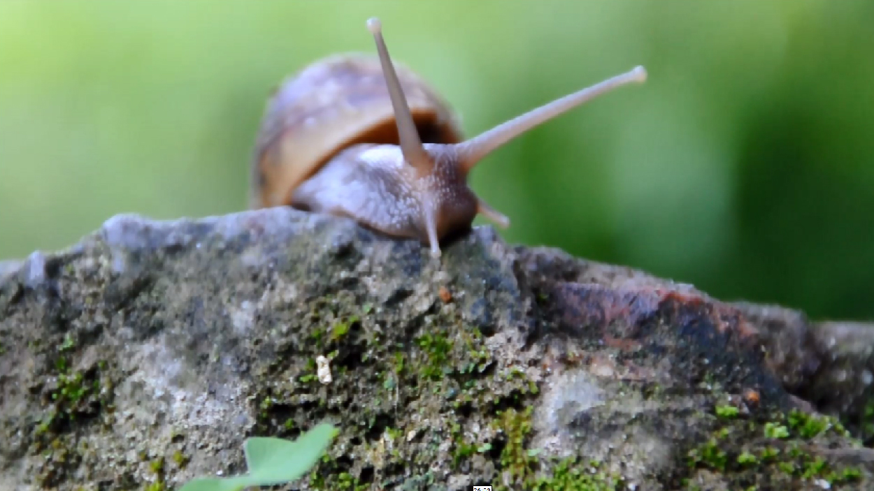 fieldrecording videomix 001